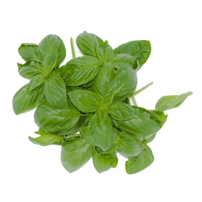 Sweet Basil