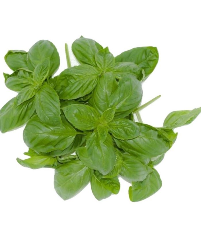 Sweet Basil